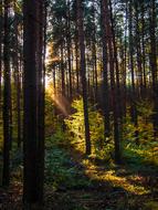 Fall Forest Nature at sunLight