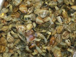healthy seafood