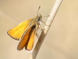 impressively beautiful Butterfly Insect