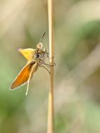 goodly Butterfly Insect