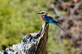 fabulous small bird