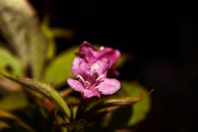 pink Plant Flower flowering