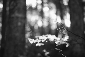 Blur Bokeh forest