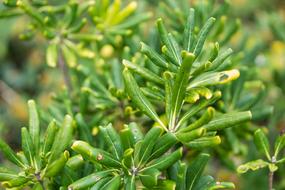 Green Grass Flowers