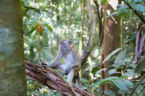 perfect Cute Forest primate