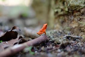 goodly Amphibian Frog