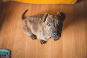 impressively beautiful Animal Canine Cute