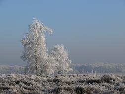 Winter hoarFrost tree