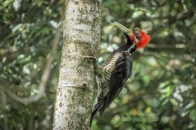 red head Woodpecker on tree trunk