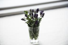 Bloom Blossom Decoration