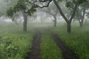 Fog Road Russia