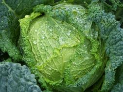 green cabbage with water droplets