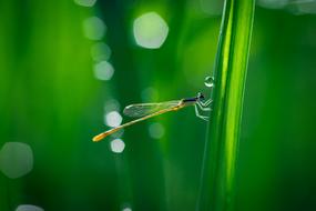 insect on a blurred background