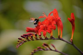 macro photo of stunningly beautiful hummel Insect on red flowers
