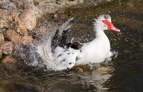 Duck bathing in water