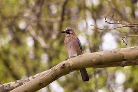 goodly Bird Bokeh Eurasian