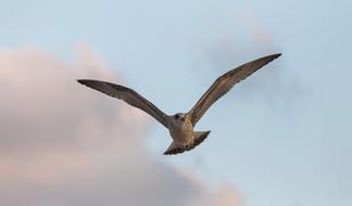 grey Bird in flight, bottom view