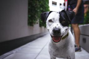 cute young Dog on street