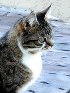 goodly Animals Portrait
