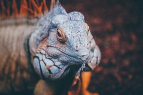 goodly Animal Close-Up Exotic