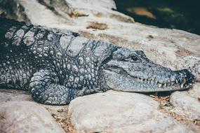 dangerous crocodile on large rocks