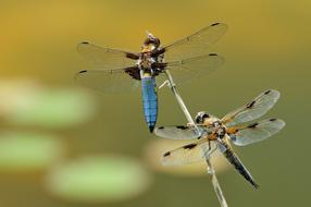 irresistible Macro Dragonflys