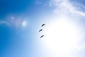 three birds fly in the clear sky