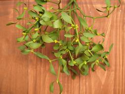 Mistletoe Sprig Holidays