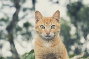 impressively beautiful Asian Cat