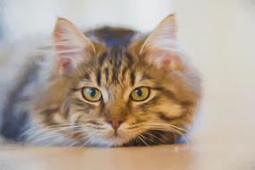 oil painting of cat