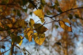 Leaves on Tree branch in forest