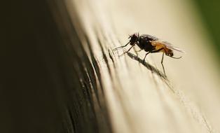 Fly Insect close up