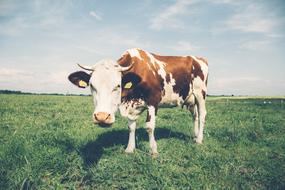 spotted dairy cow grazes in the meadow