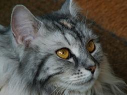 gray german longhaired cat