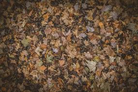 Autumn Colours Leaves dry