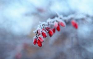 Snow Winter Nature