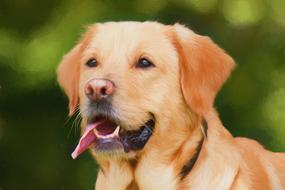 brown dog with tongue sticking out close-up on blurred background