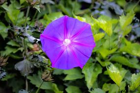 Flower Purple Garden