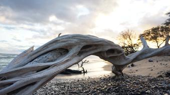 a big log in the sunlight