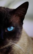 siamese cat with bright blue eyes close up