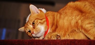 fat red cat with a red collar