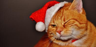 young ginger cat in christmas hat