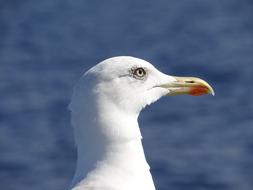 Seagull Lake Bird white