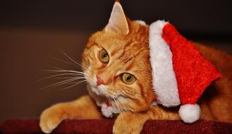 goodly Cat Red Santa Hat