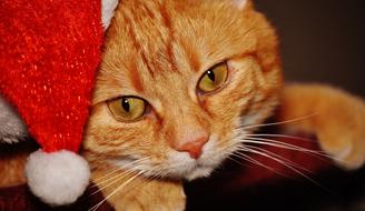 portrait of Cat with Red Christmas hat