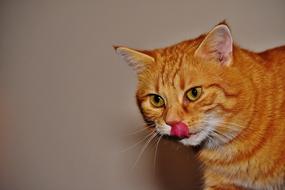red cat licks nose