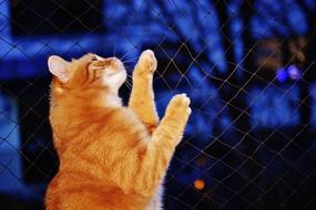 domestic ginger cat clings to bars on a blurred background