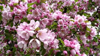 Flowering Spring Branch