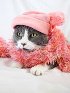 portrait of pet cat with Christmas decorations in pink knitted cap