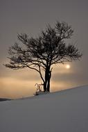 tree on snowy hill at sunset